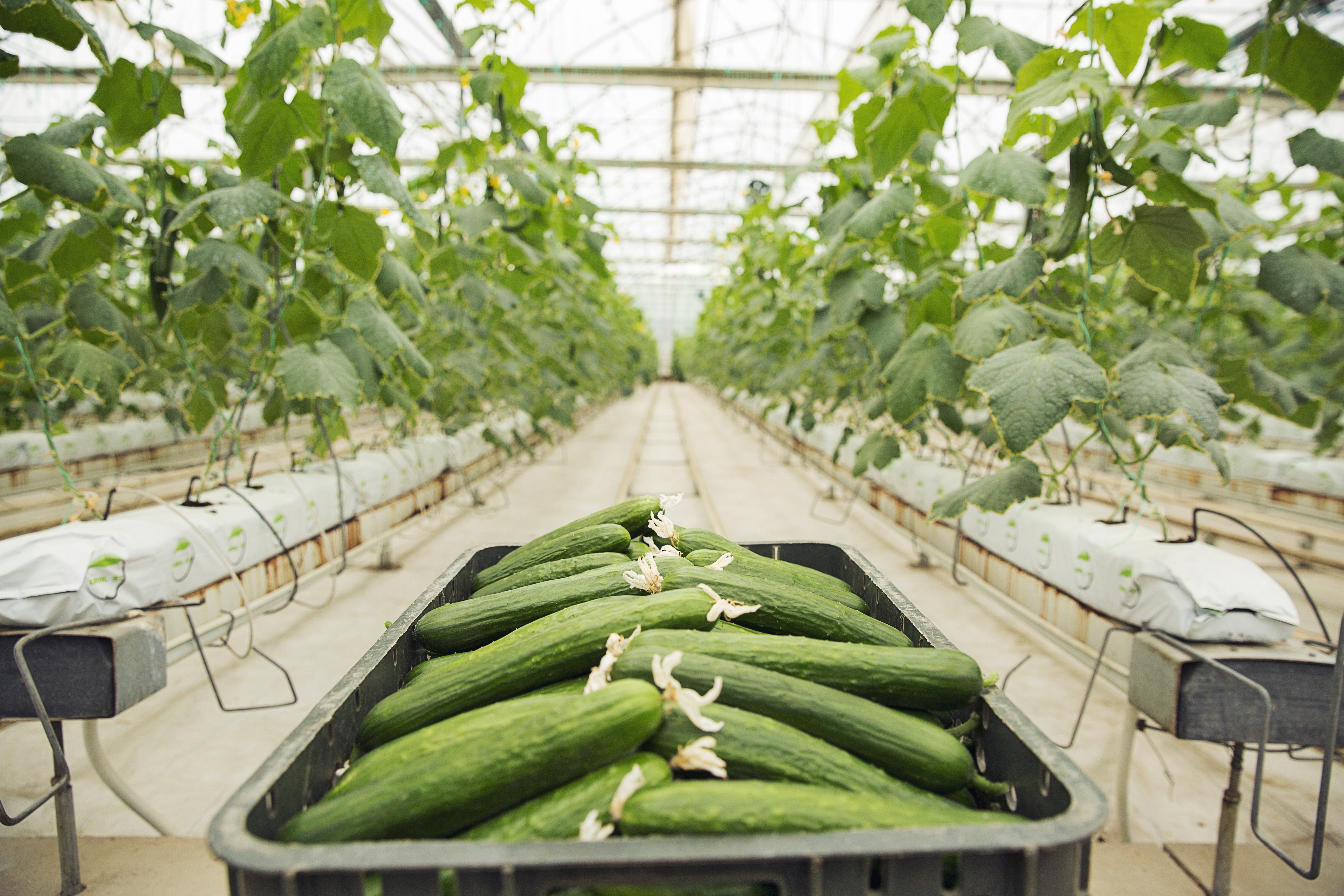 Fresh vegetables