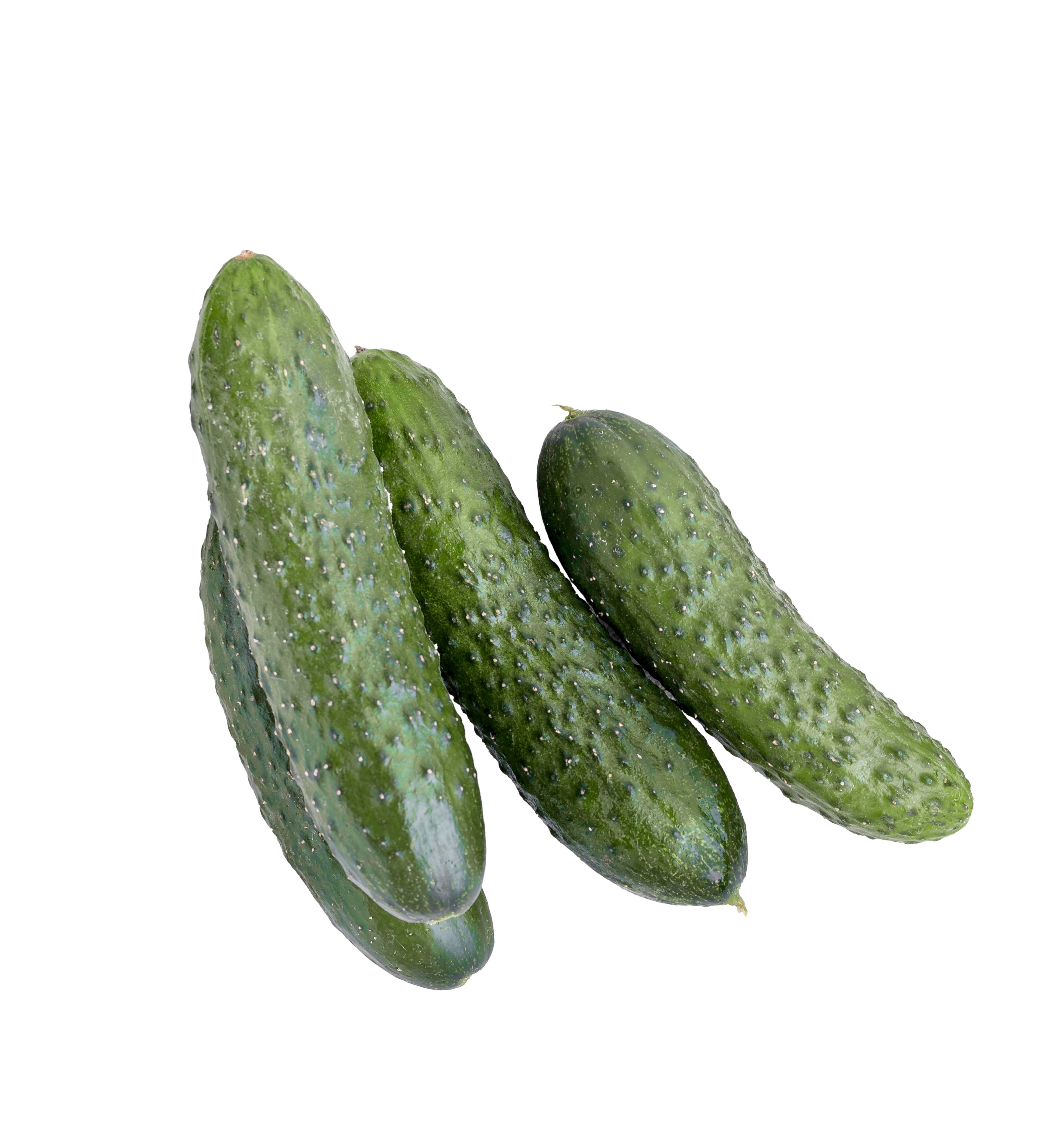Leek
